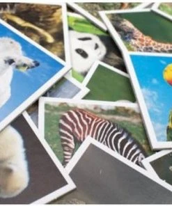 Tactic Animals Babies Memo - Kinderspel -LEERZAME SPELLEN Verkoopwinkel 550x373 3