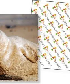 Huurdies Cadeautip! Oceaan Memory - Oceaan - Memory Spel - 70 Stuks - Schoencadeautjes Sinterklaas -LEERZAME SPELLEN Verkoopwinkel 550x386 10