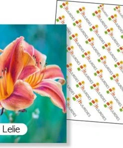 Huurdies Cadeautip! Educatief Bloemen Memory Spel - Bloemen Soorten - Educatief Memory Spel - 70 Stuks - Schoencadeautjes Sinterklaas -LEERZAME SPELLEN Verkoopwinkel 550x386 7