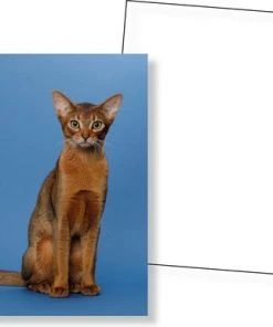 Huurdies Cadeautip! Katten Memory - Katten - Memory Spel - 70 Stuks - Schoencadeautjes Sinterklaas -LEERZAME SPELLEN Verkoopwinkel 550x386 9