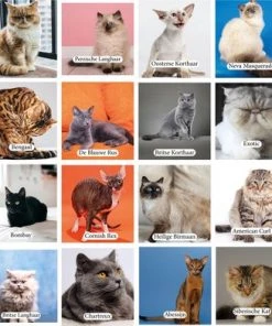 Huurdies Cadeautip! Katten Memory - Katten - Memory Spel - 70 Stuks - Schoencadeautjes Sinterklaas