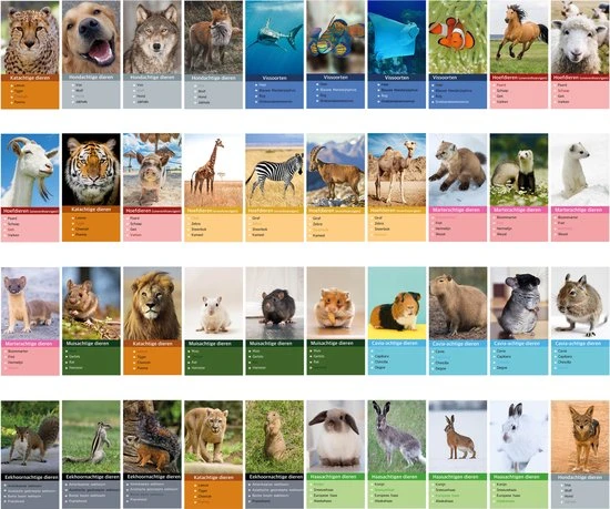 Huurdies Cadeautip! Kwartetspel Dieren XL - Kwartetspel Volwassenen - Kwartetspel Kinderen - 48 Kaarten - 12 Kwartetten - Schoencadeautjes Sinterklaas 3 Huurdies Cadeautip! Kwartetspel Dieren XL - Kwartetspel Volwassenen - Kwartetspel Kinderen - 48 Kaarten - 12 Kwartetten - Schoencadeautjes Sinterklaas