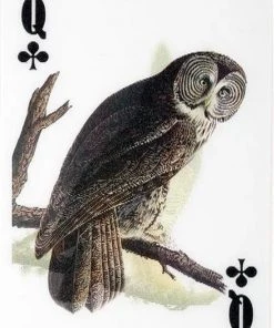 Kikkerland 3D Speelkaarten - Vogels - Kaartspel - Pokerformaat - Vogelplaatjes - Gezelschapsspel - Geschikt Voor Poker, Patience, Bridge, Blackjack, Pesten -LEERZAME SPELLEN Verkoopwinkel 550x769 9